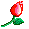 blosssom
