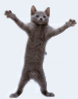 dancecat.gif